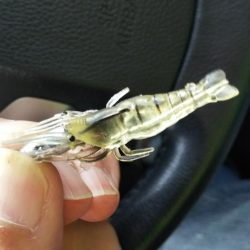 タコ1匹、ガシラ1匹