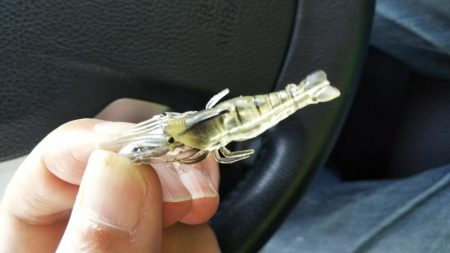 タコ1匹、ガシラ1匹