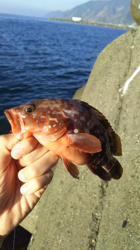 ロックフィッシュ