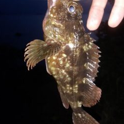 なんとかアコウ釣れました