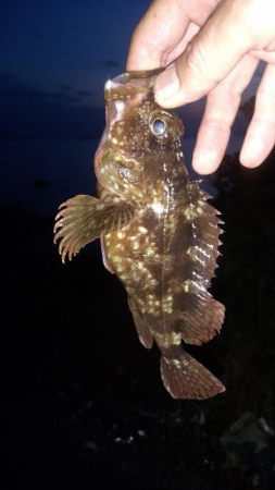 なんとかアコウ釣れました