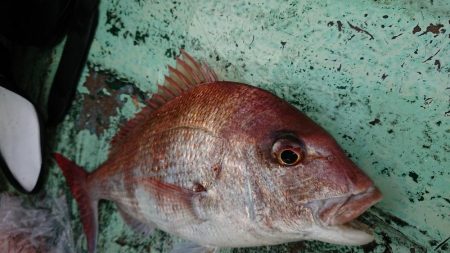 牟岐、日和佐の船釣り本カツオ狙いで撃沈20…