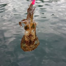 まだまだ小さい