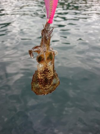 まだまだ小さい