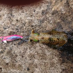 ひどい濁りの中