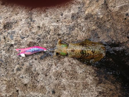 ひどい濁りの中