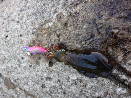 やっぱりチビばかり