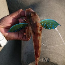 昼過ぎからのライトショアジギ