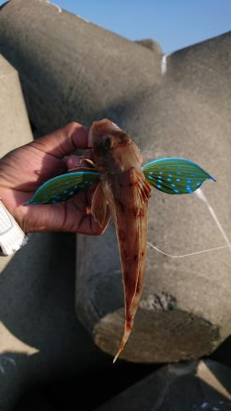 昼過ぎからのライトショアジギ