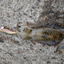 少しサイズアップ