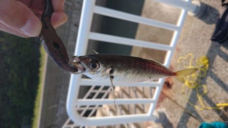 久々の大量！？