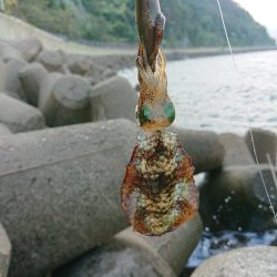 いつもの磯がおかしい