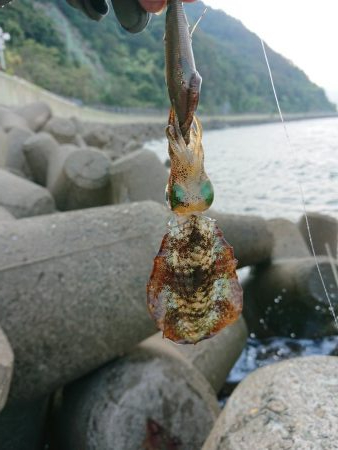 いつもの磯がおかしい