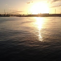 シーバスとアジ