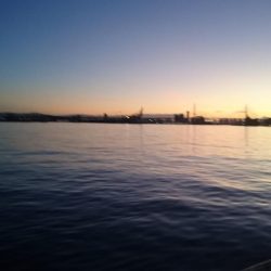 癒しのアジとタチウオ調査