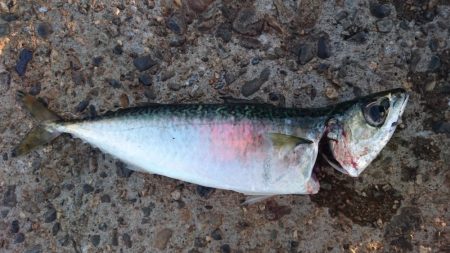 台風後 サバ爆釣