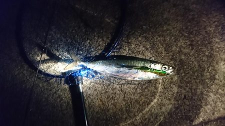 ショアジギングでサバ爆釣！