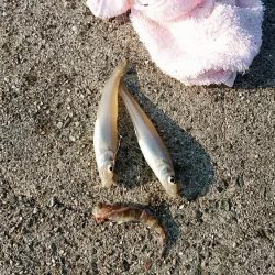 志筑川でキス釣り