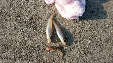 志筑川でキス釣り