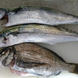 人工島ワインド&LSJ