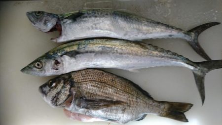 人工島ワインド&LSJ