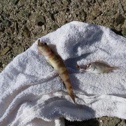 西淡、北淡、東浦のキス釣査