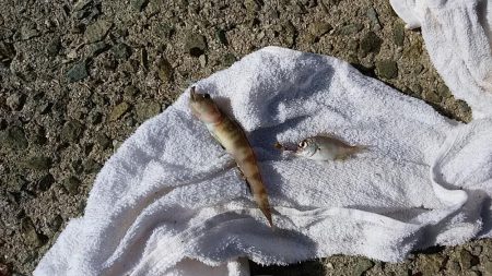 西淡、北淡、東浦のキス釣査