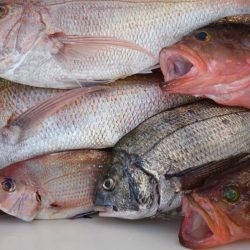 遊漁船110番 釣果