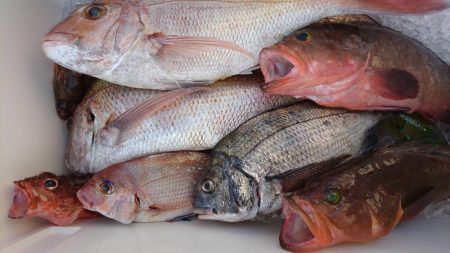 遊漁船110番 釣果