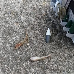 久々の播磨新島へキス釣査