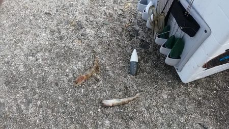 久々の播磨新島へキス釣査