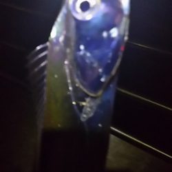 大サバ、ベルトタチウオ、小サバ。