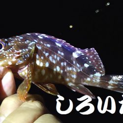 久しぶりに姫路港。コンテスト用の魚を釣りに。
