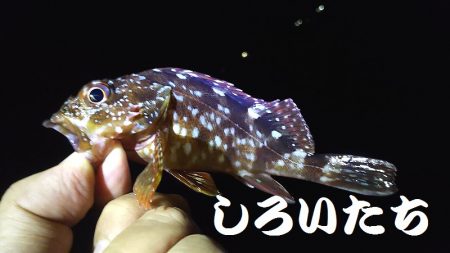 久しぶりに姫路港。コンテスト用の魚を釣りに。