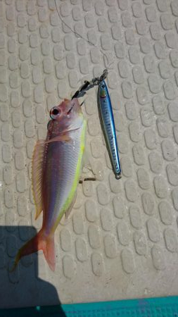 灼熱の県南タイラバ&ライトジギング…