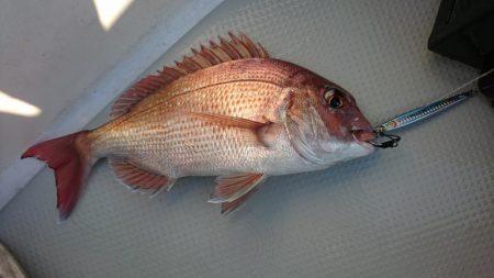 真夏の鳴門タイラバ&タイジギング