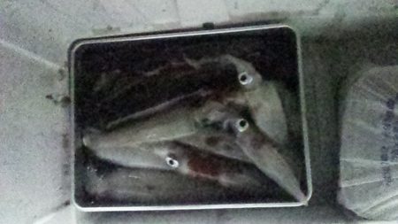 久しぶりの爆釣