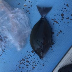 海漁丸〜牟岐大島周辺〜