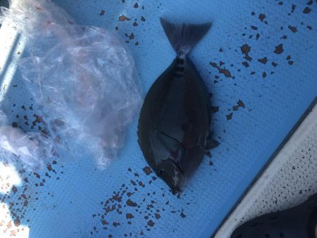 海漁丸〜牟岐大島周辺〜