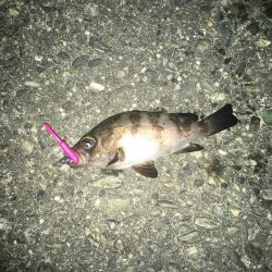 ライトゲーム根魚