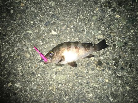 ライトゲーム根魚