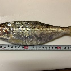 ママカリ再チャレンジ！！