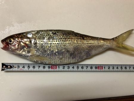 ママカリ再チャレンジ！！