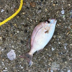 干潮潮止まり前高活性