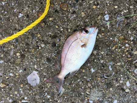 干潮潮止まり前高活性