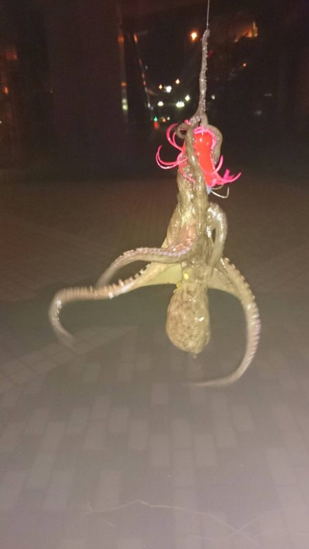 花火を見ながらナイトフィッシング