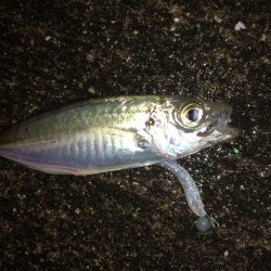 今宵も豆アジング！