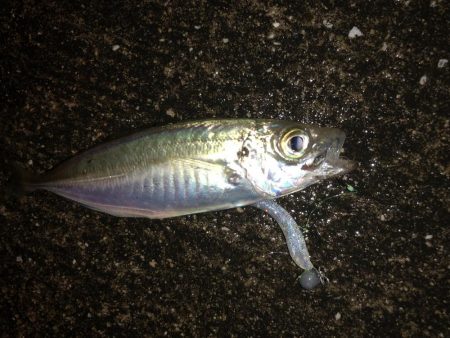 今宵も豆アジング！