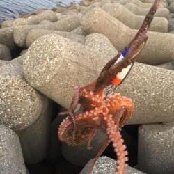 タコは取れたけど・・・・・