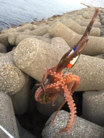 タコは取れたけど・・・・・